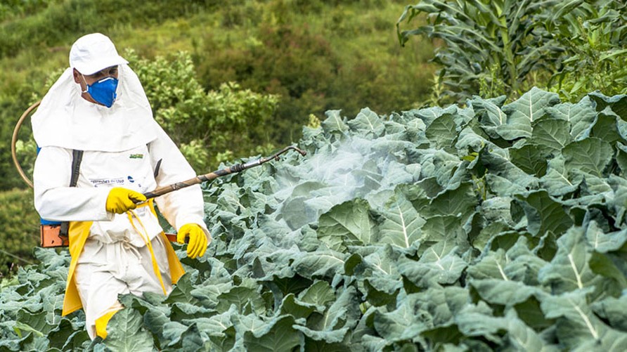 ललितपुरमा तरकारीमा विषादी प्रयोग बढ्दा क्यान्सर र मिर्गौला रोगी बढ्दै